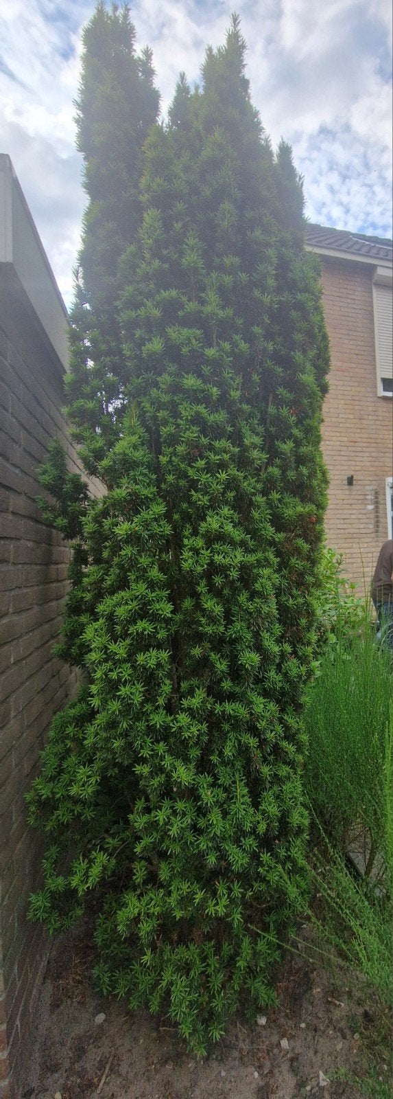 2 taxus, Ophalen, Taxus