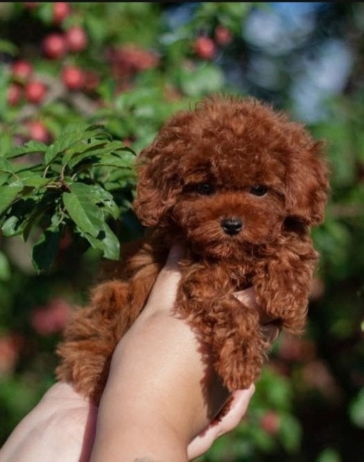 Toy poedel/ poedel pup/reu, Dieren en Toebehoren, Honden | Chihuahua's en Gezelschapshonden, Poedel, Reu, 8 tot 15 weken, Parvo