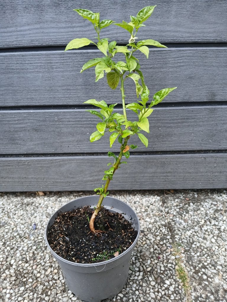 Chili peper 'Scotch Bonnet', Tuin en Terras, Ophalen, Volle zon, Zomer, Groenteplanten