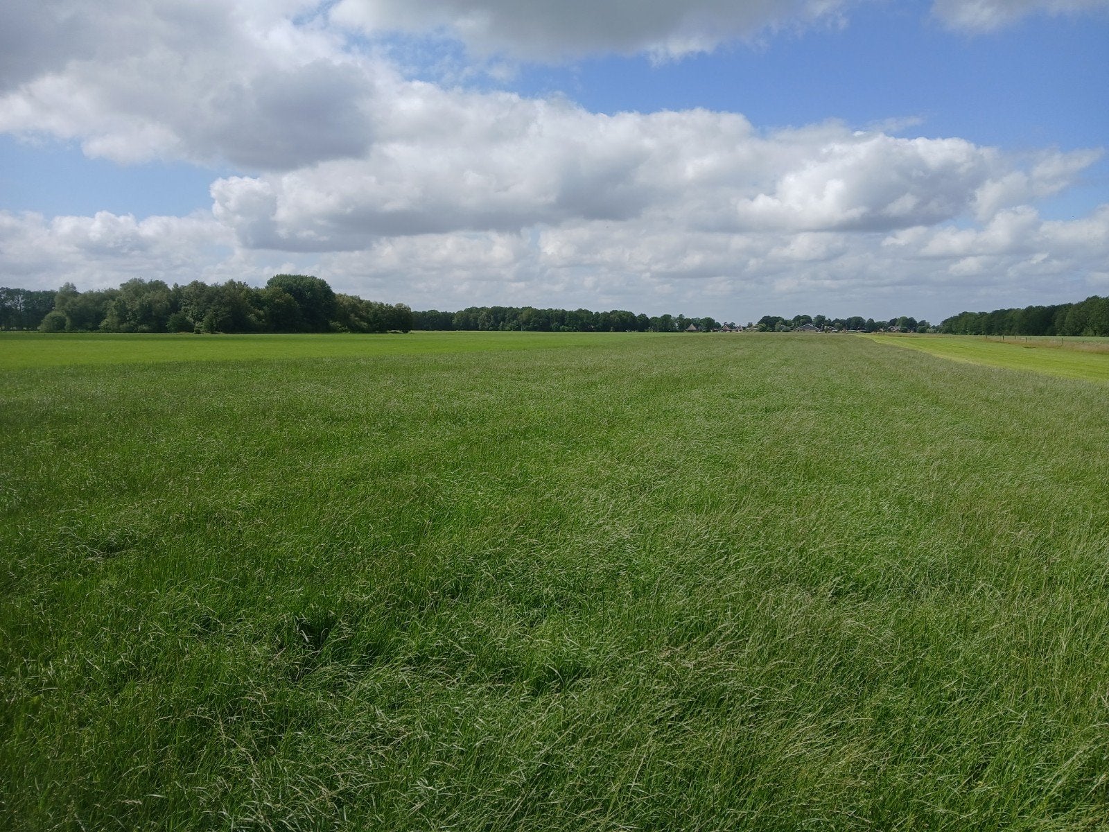 Gras op stam te koop, Dieren en Toebehoren