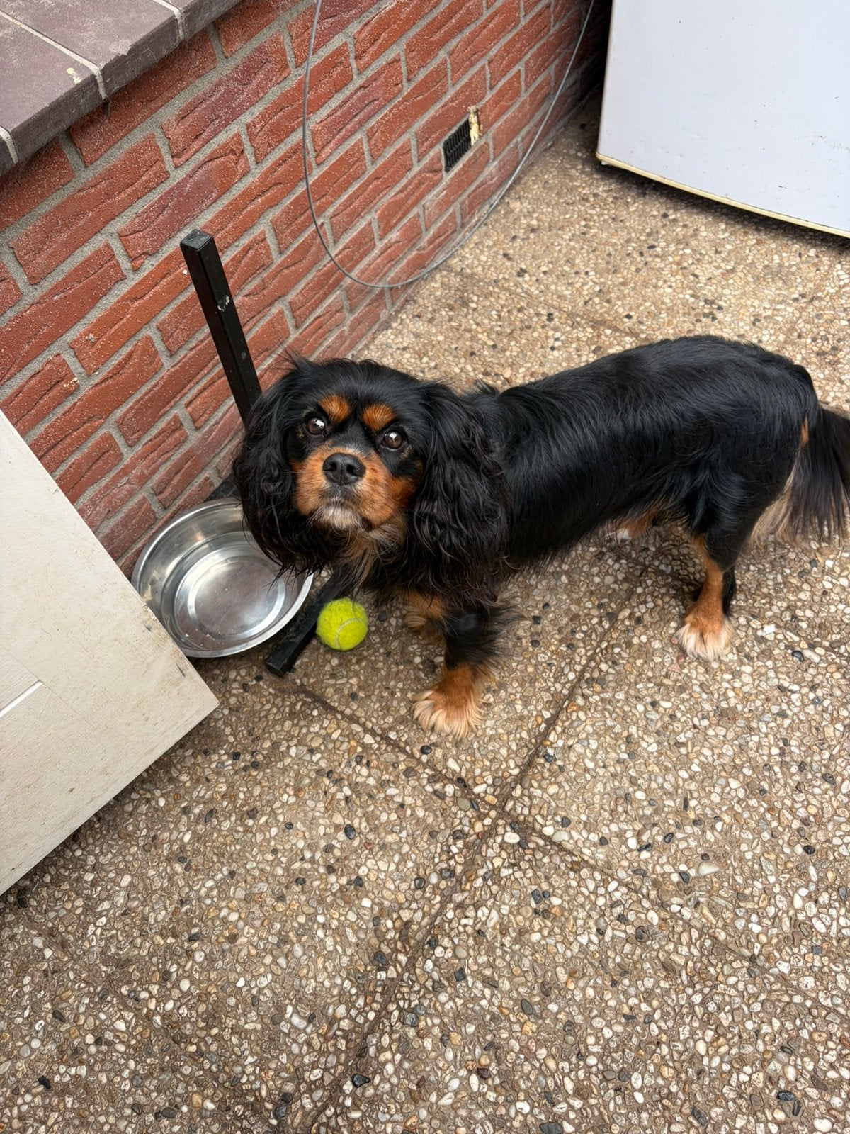 Dek reu niet te koop, Reu, 1 tot 2 jaar, Parvo, Eén hond