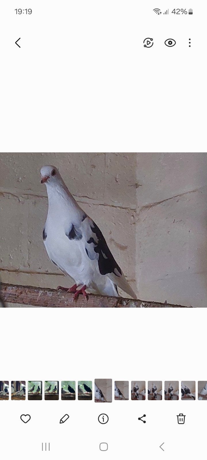 Duif kwijt?, Dieren en Toebehoren, Vogels | Duiven, Vrouwelijk
