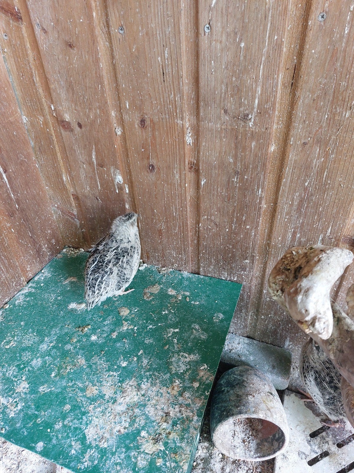Gratis kwartels, Dieren en Toebehoren, Pluimvee, Meerdere dieren, Overige soorten