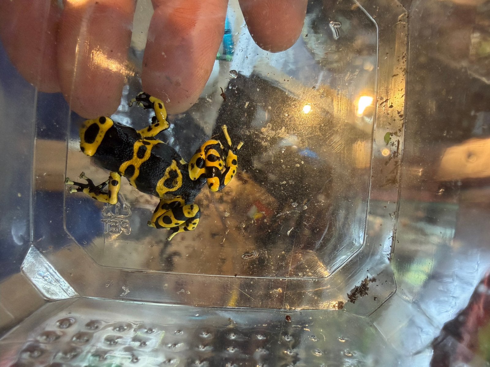 Te koop Dendrobates leucomelas, Dieren en Toebehoren, Reptielen en Amfibieën, Amfibie, 0 tot 2 jaar