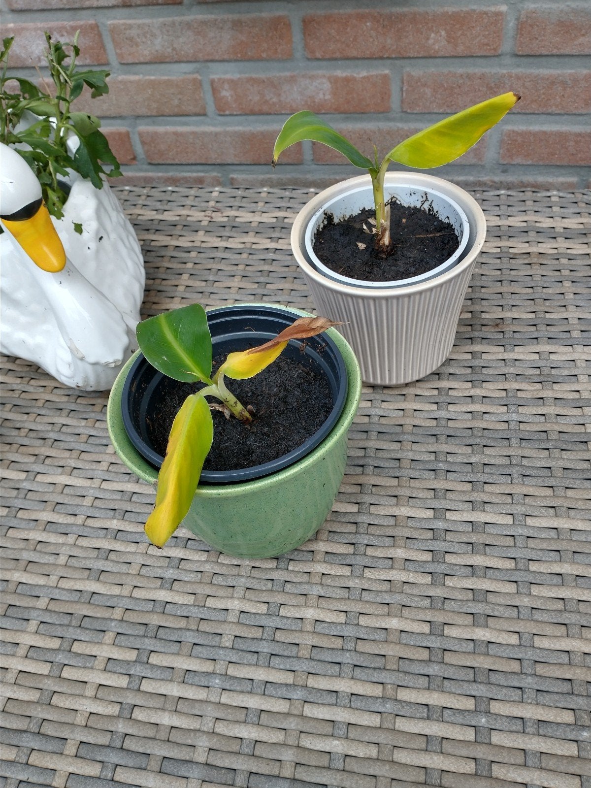 2 stekjes bananenplant €2,50 p.st., Ophalen, Halfschaduw, Minder dan 100 cm