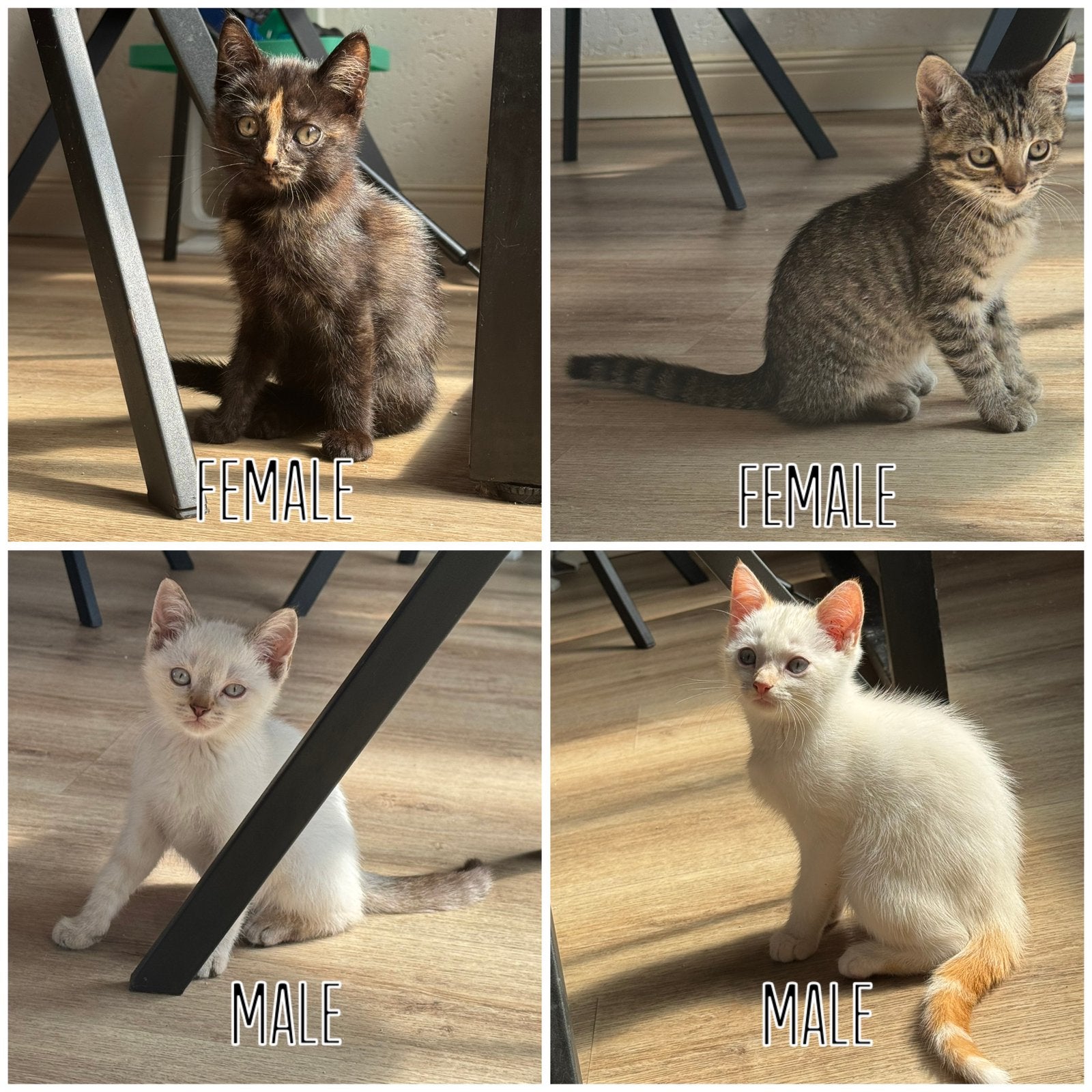 🐾 Siamees/siamese x Britse kittens mogen verhuizen, Meerdere dieren, Gechipt, 0 tot 2 jaar