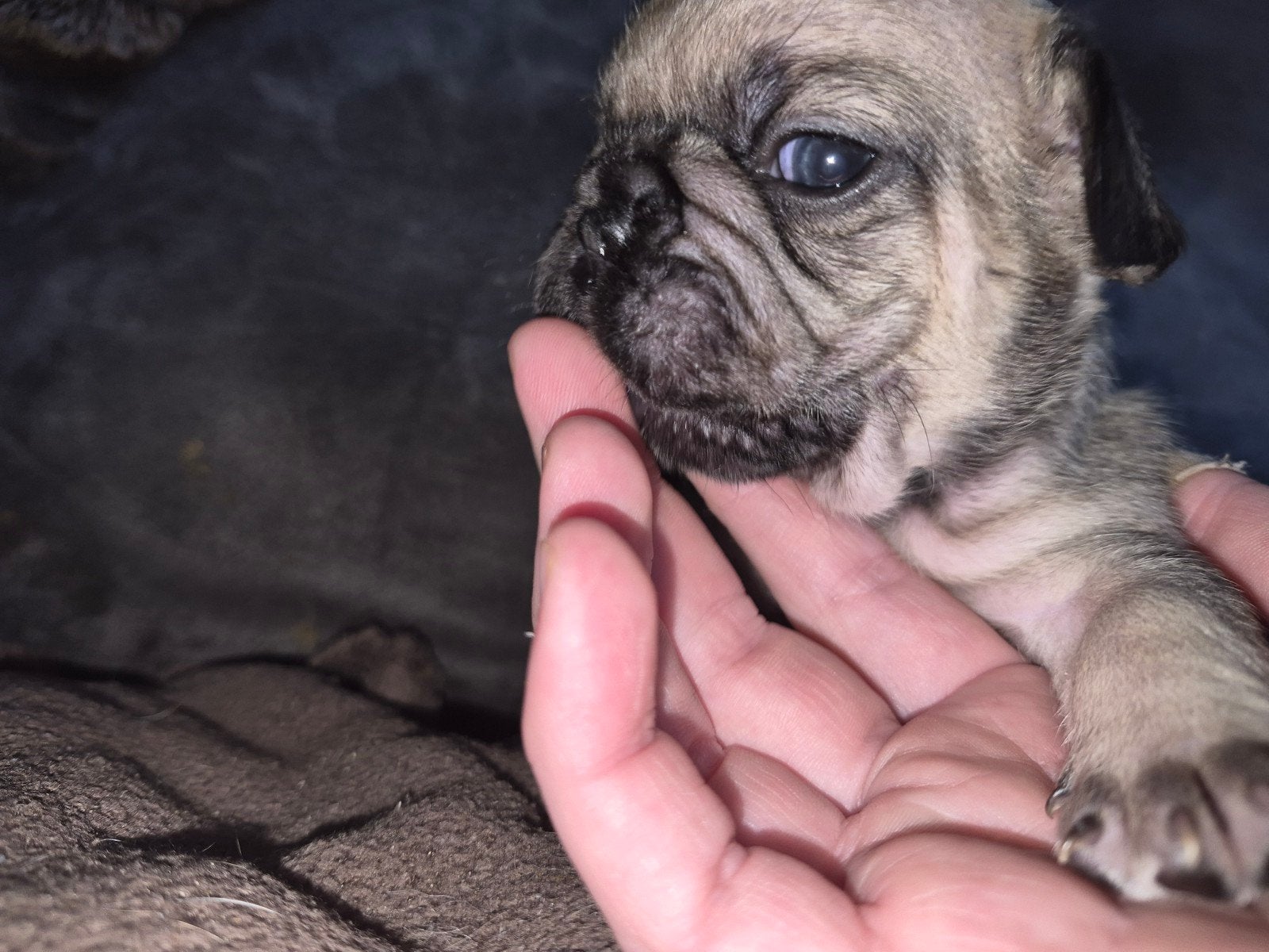 Franse bulldog pups, Dieren en Toebehoren, 8 tot 15 weken, Bulldog, Meerdere, Meerdere dieren