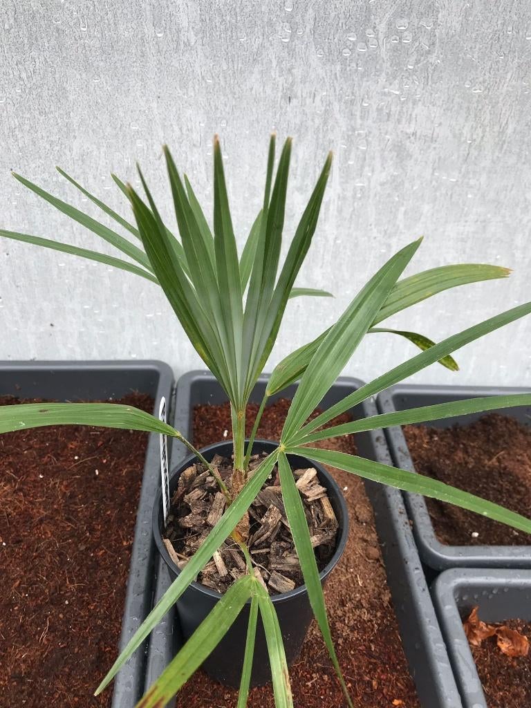 Trachycarpus princeps x nanus., Tuin en Terras, Planten | Bomen, Palmboom, Minder dan 100 cm, Volle zon, Zomer, In pot, Ophalen of Verzenden