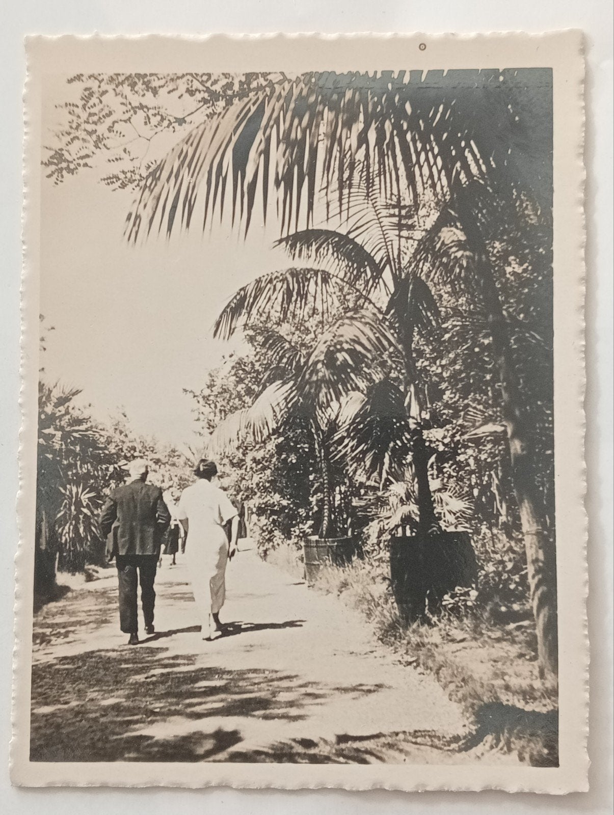 Ouwehands Dierenpark Rhenen Grebbeberg Tropischelaan, Ophalen of Verzenden, Voor 1940, Gebruikt, Overige onderwerpen