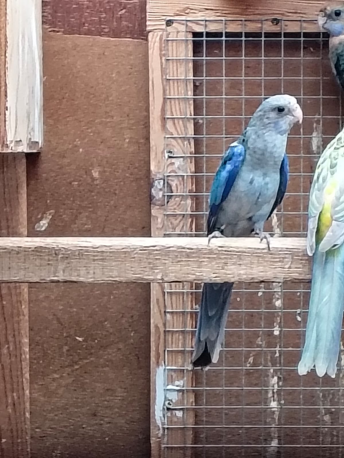 Rosella jongen 2026, Dieren en Toebehoren, Meerdere dieren, Parkiet, Geringd