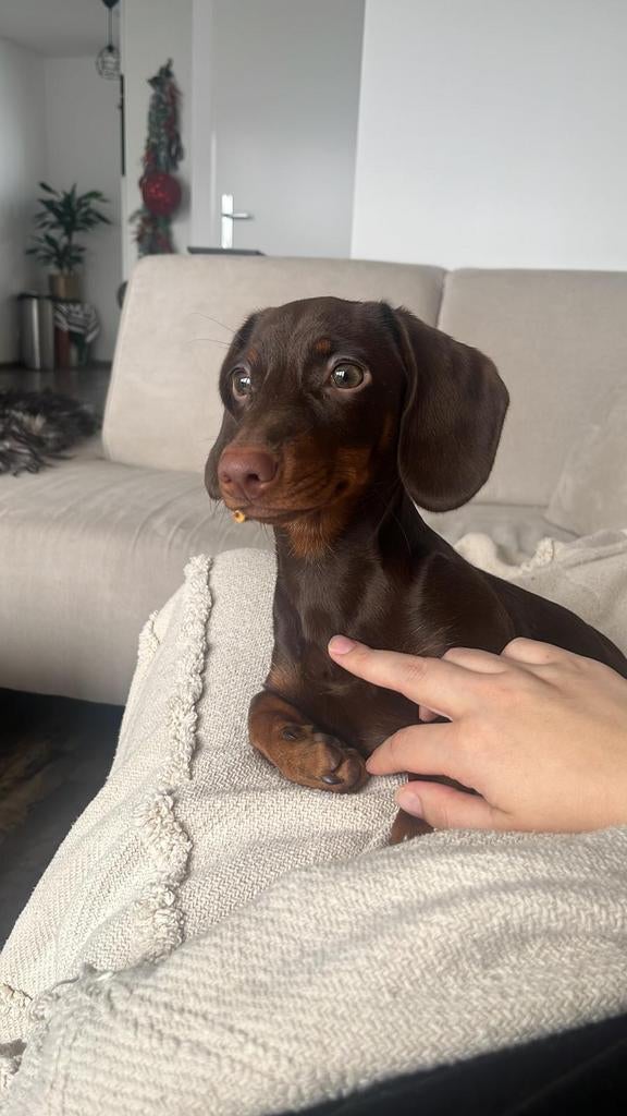 Teckel uitlater gezocht!, Dieren en Toebehoren, Honden | Teckels en Dashonden, 15 weken tot 1 jaar, Teef, Dwerg, Eén hond