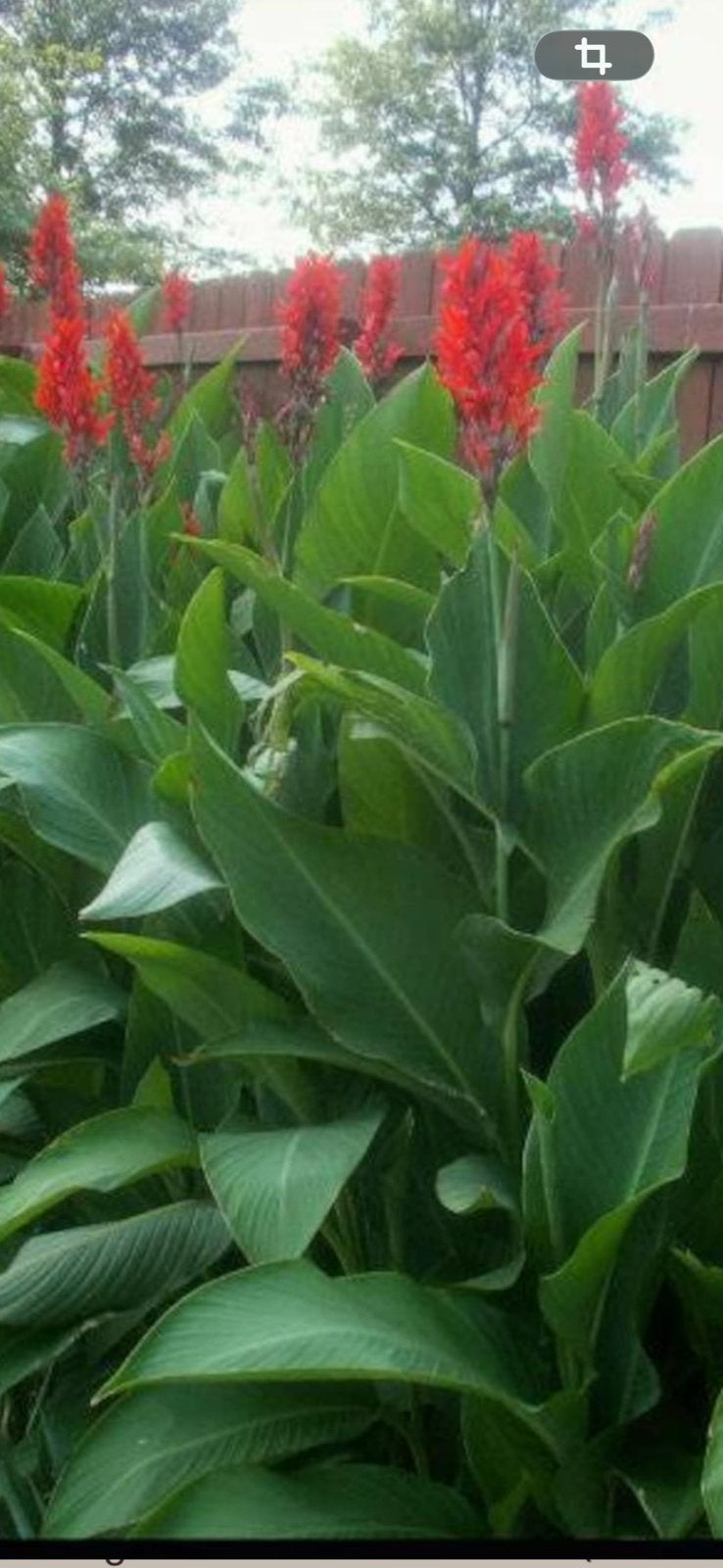 Canna indisch bloedriet, Ophalen, Volle zon, Knol