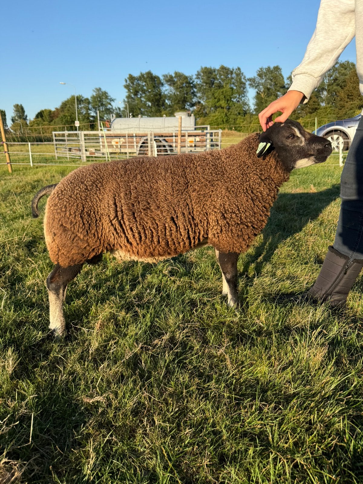 Dassenkop ramlam, Mannelijk, Schaap, 0 tot 2 jaar
