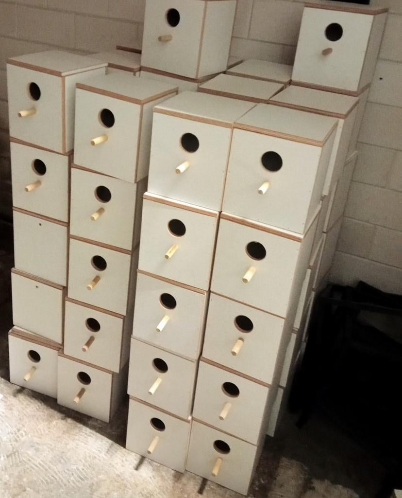 Te koop nieuwe broedblokken parkieten, Meerdere dieren, Parkiet