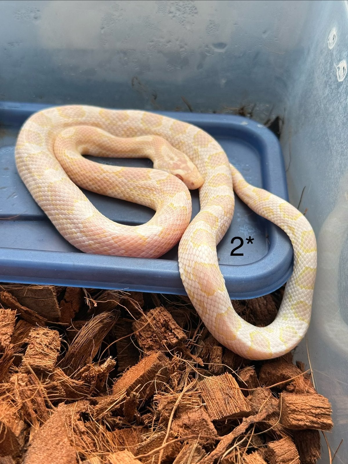 8x Rattenslangen Snow (Pantherophis guttatus) Corn Snake photo 2