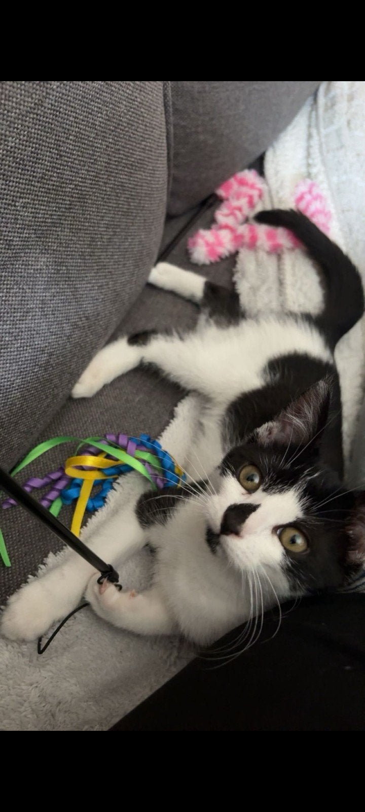 Lieve speelse kitten.   Sammy