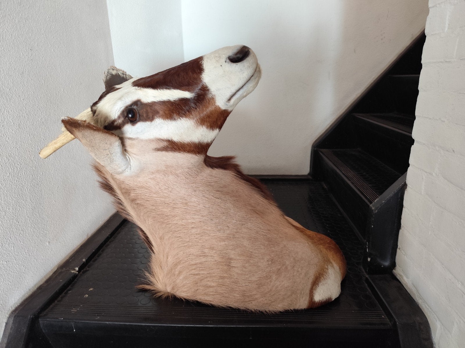 Taxidermie opgezette kop  Gemsbok (Oryx gazella), Verzamelen, Ophalen, Opgezet dier