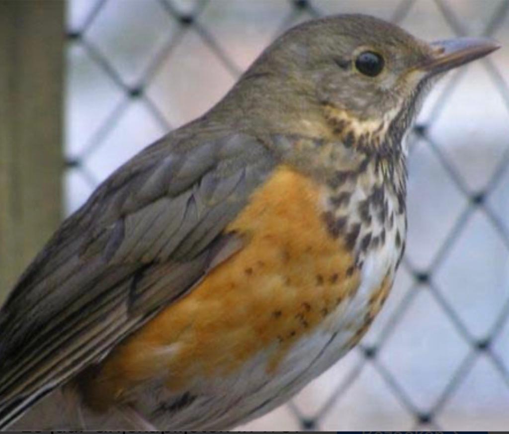 Te koop grijsrug lijsters 2 poppen, Dieren en Toebehoren, Vrouwelijk, Tropenvogel
