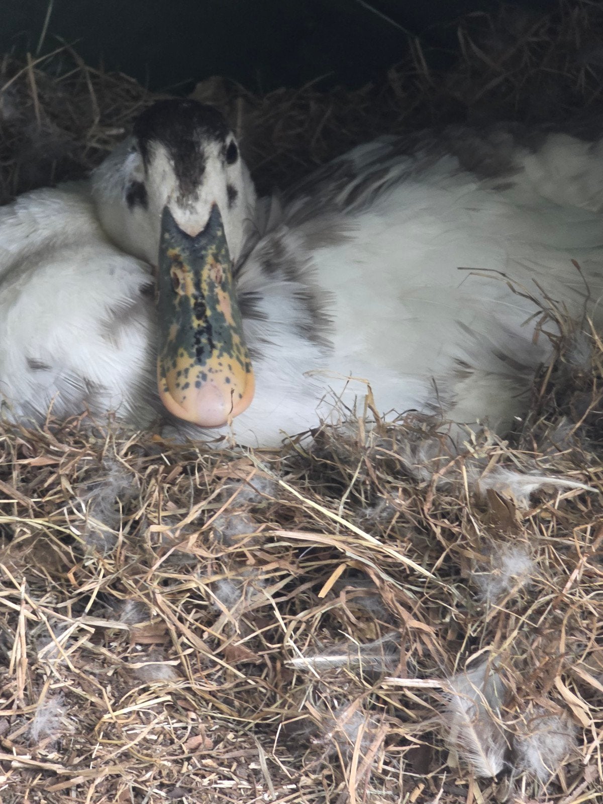 kaapse eenden baby's, Dieren en Toebehoren, Konijnen, Meerdere dieren, Dwerg
