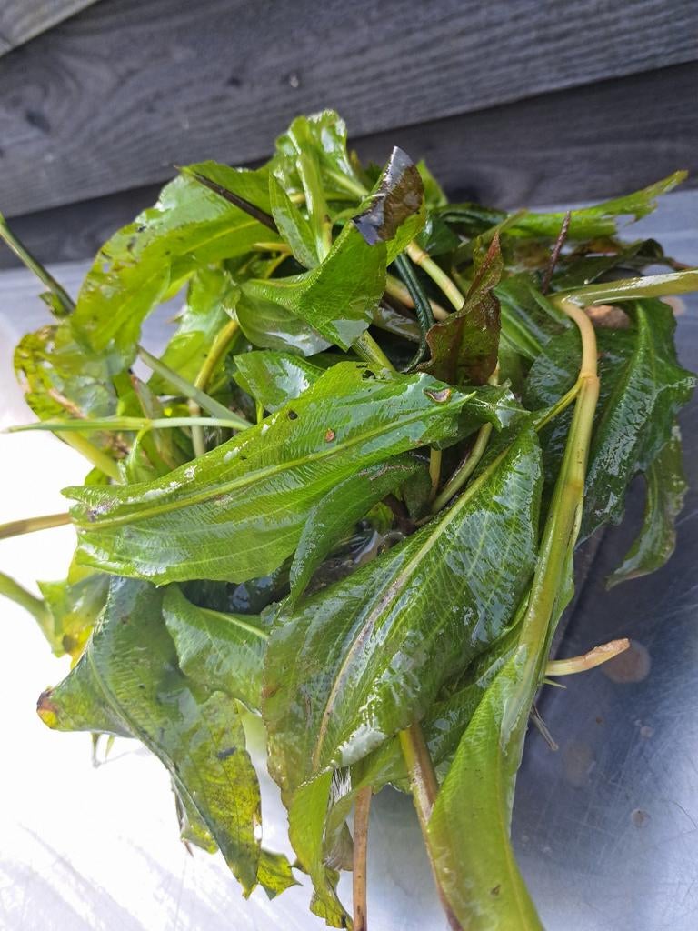 Zuurstofplanten glanzend fonteinkruid ( Potamogeton lucens), Ophalen, Nieuw