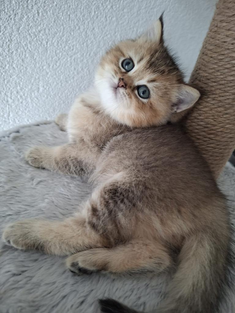 Prachtige Britse korthaar kittens, Dieren en Toebehoren, Katten en Kittens | Raskatten | Korthaar, Kater, Ontwormd, 0 tot 2 jaar