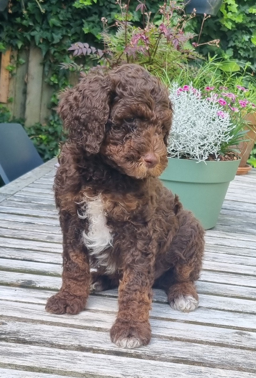 Australian Labradoodle pups met stamboom, Dieren en Toebehoren, Overige rassen, Meerdere dieren, Eén hond, Nederland