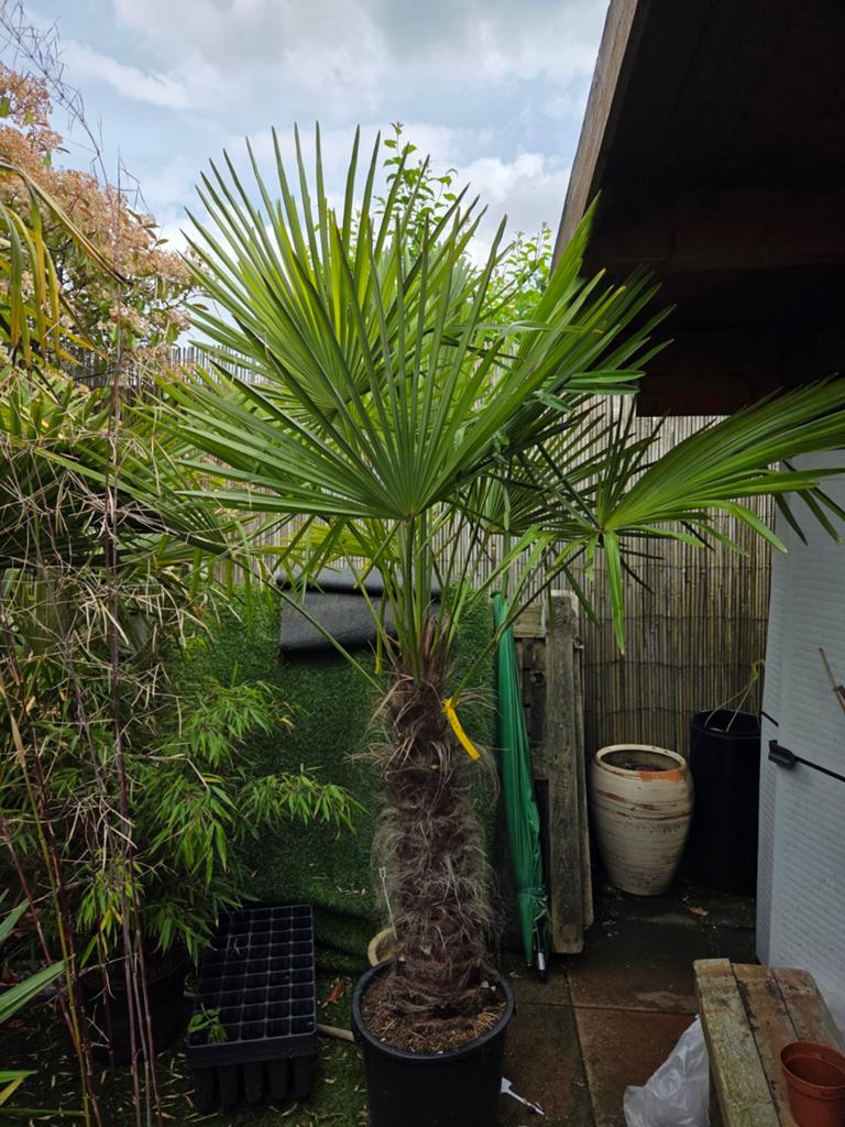 palmboom olijfboom bamboe yucca, Ophalen, Gehele jaar, Volle zon