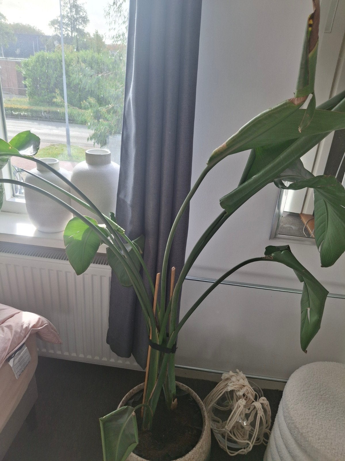strelitzia, Huis en Inrichting, Ophalen, Halfschaduw
