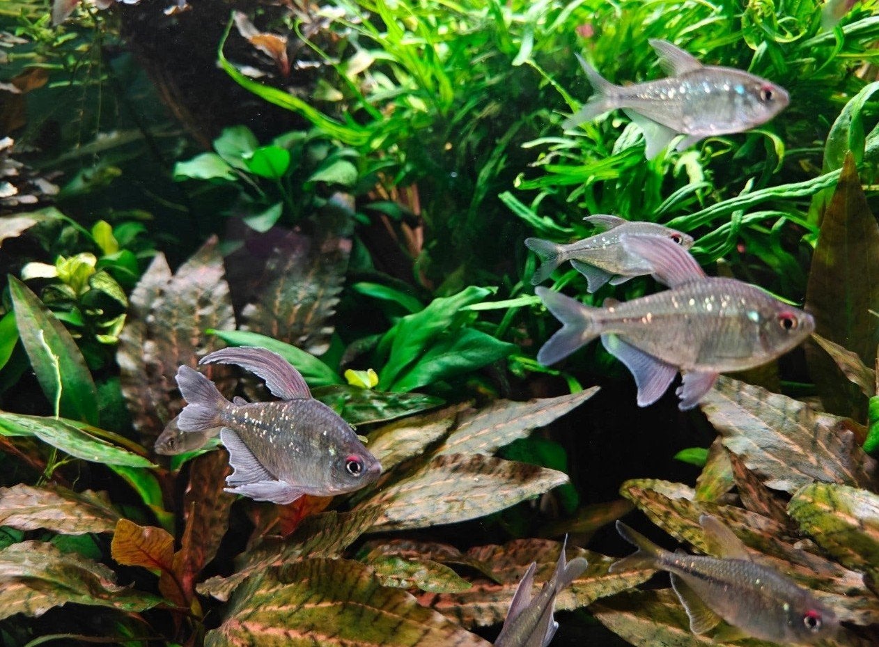 10x jong volwassen Diamantzalm, Dieren en Toebehoren, Vis, Zoetwatervis, Schoolvis