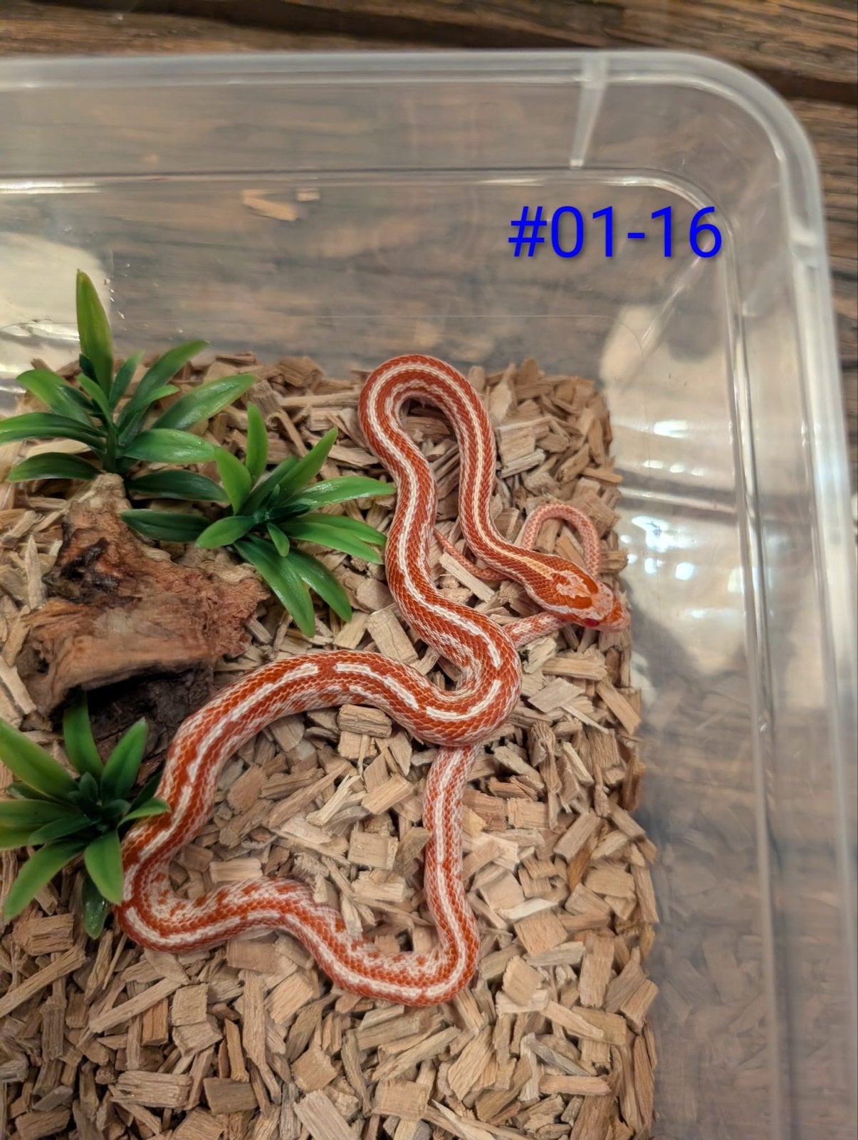 Jonge Amel Rattenslangen het Palmetto Rat Snake photo 5