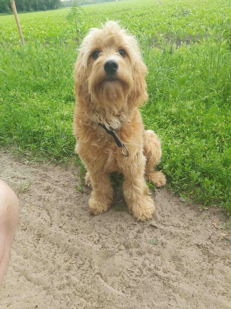 Cockapoo Te Koop, HCC (leverziekte), 15 weken tot 1 jaar, Eén hond, Nederland