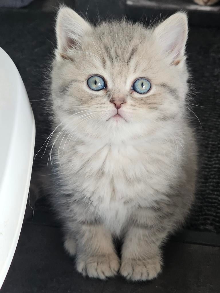 Blue golden Brits Korthaar kittens, Meerdere dieren, Ontwormd, 0 tot 2 jaar