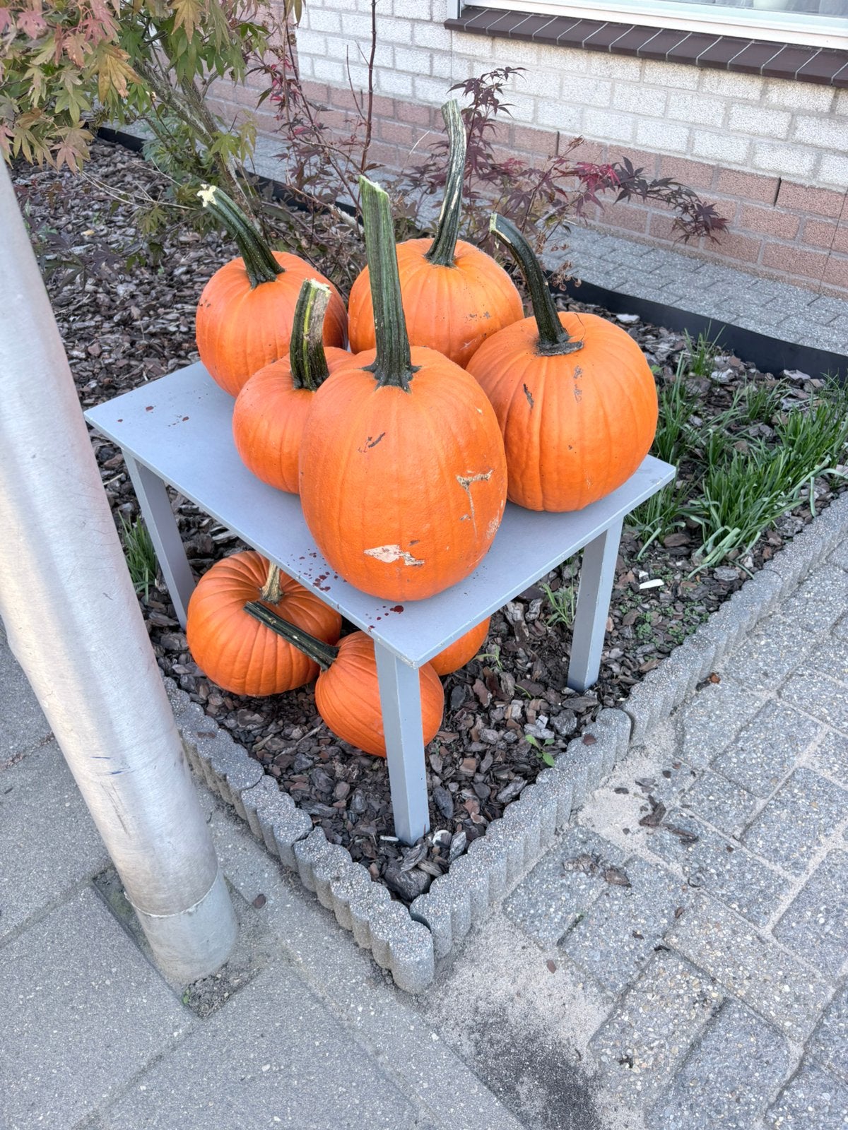 Hallowen pompoen, Tuin en Terras, Ophalen, Overige soorten, Volle zon