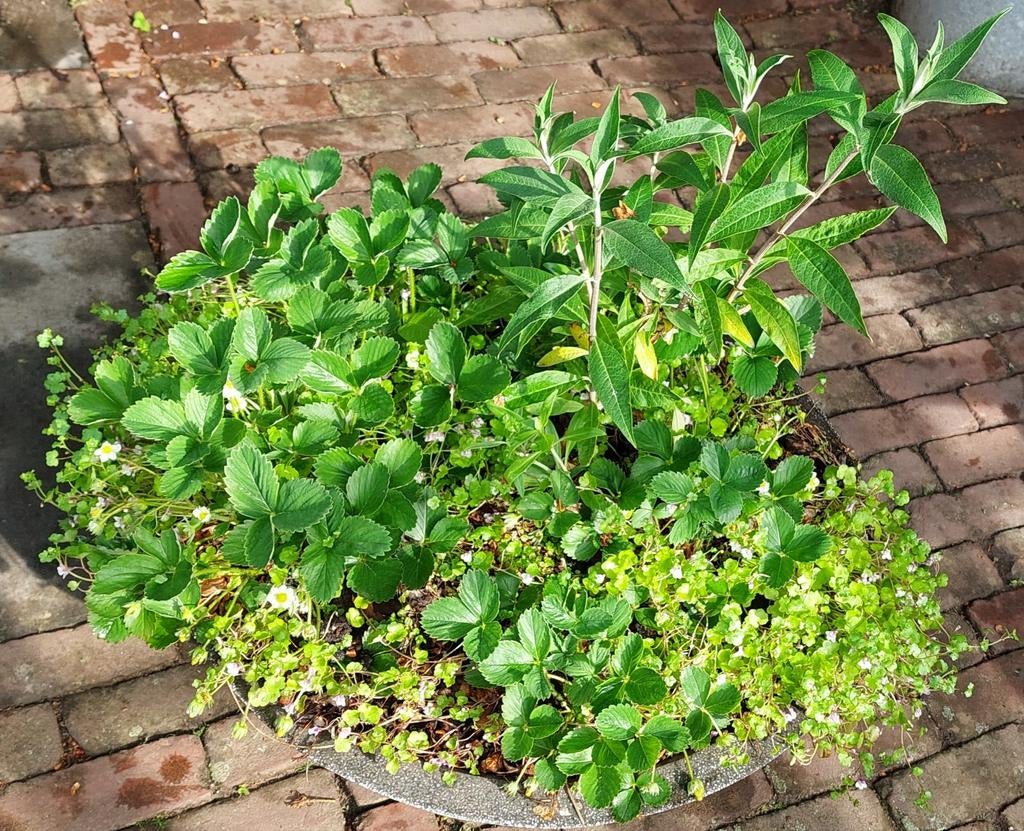 Weelderige mini-tuin! Met aardbei, vlinderstruik, leeuwenbek, Ophalen, Overige soorten, Halfschaduw