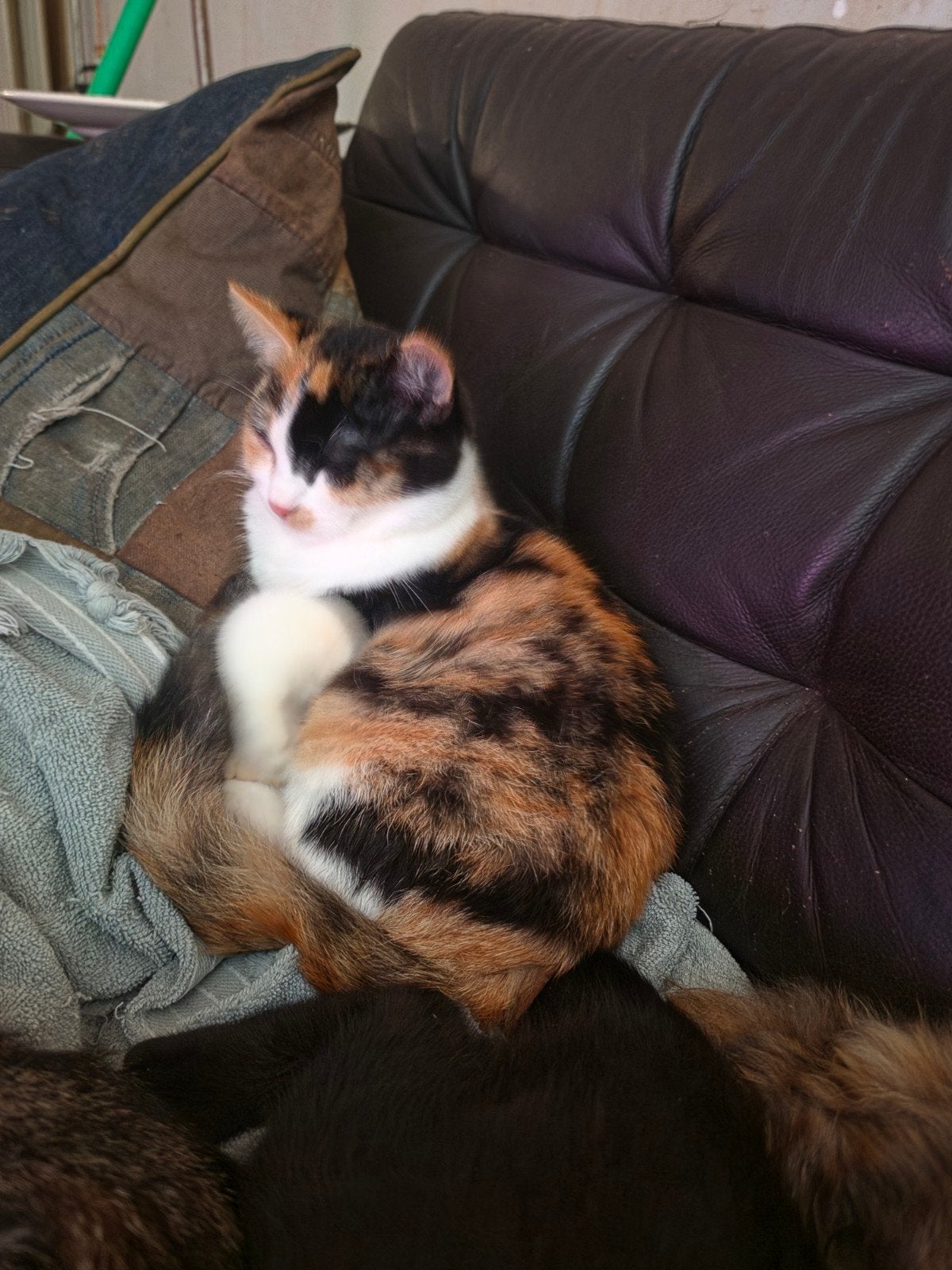 Deze 4 lieverds mogen van af zaterdag 17 oktober weg., Meerdere dieren