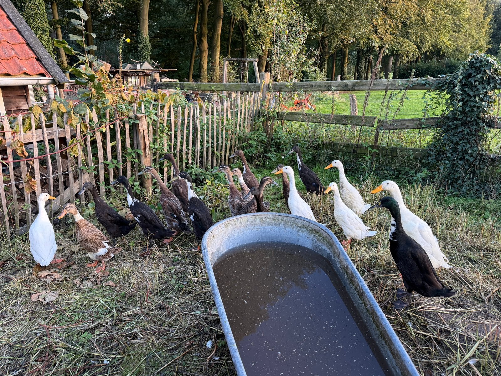 Loopeenden, Meerdere dieren, Eend