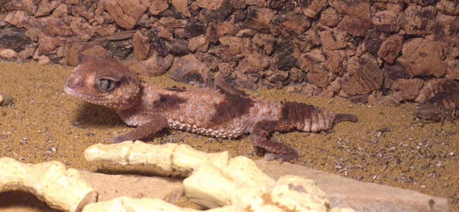 Nephrurus wheeleri cinctus knob tailed gekko 4 stuks, Dieren en Toebehoren, Hagedis, 0 tot 2 jaar