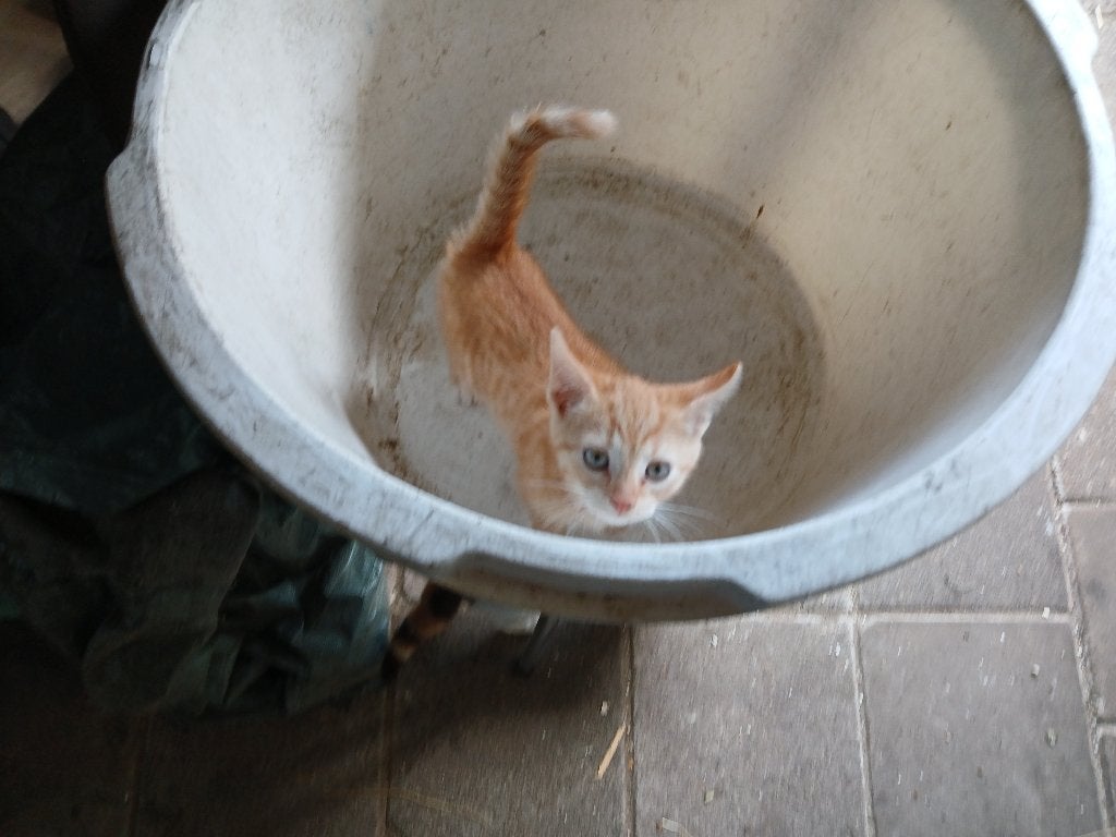 kittens te koop, Meerdere dieren, Ontwormd, 0 tot 2 jaar