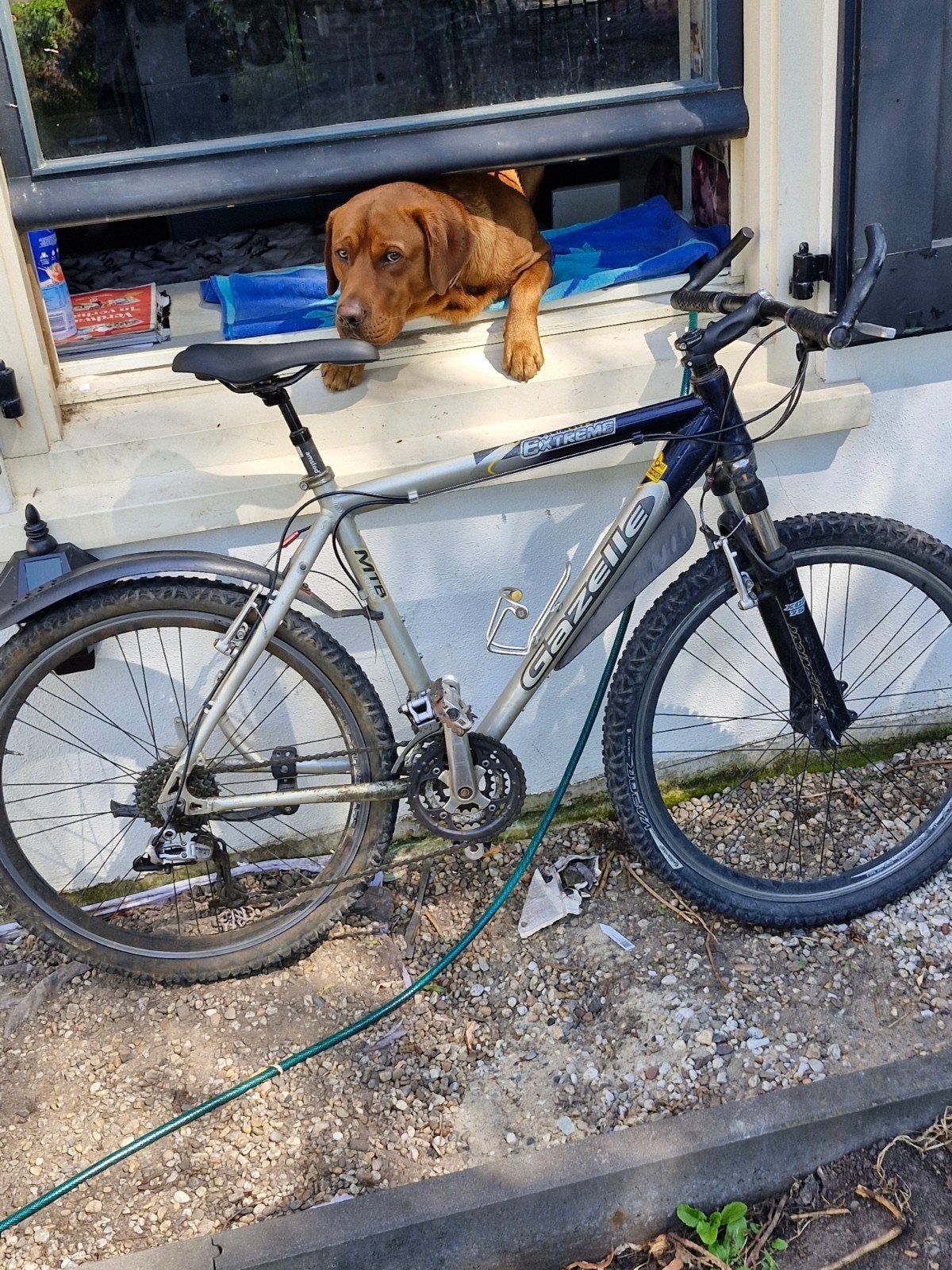 mountainbike gazelle maat m, Ophalen of Verzenden, Meer dan 20 versnellingen, Gazelle