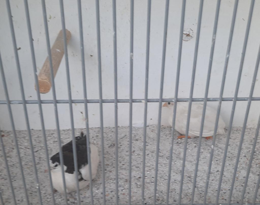 Koppel chinese dwerg kwartels, Meerdere dieren, Tropenvogel