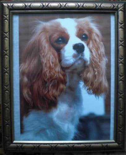 CAVALIER KING CHARLES SPANIËL * FOTO KAART in Lijst *, Verzenden, 1980 tot heden, Foto, Nieuw
