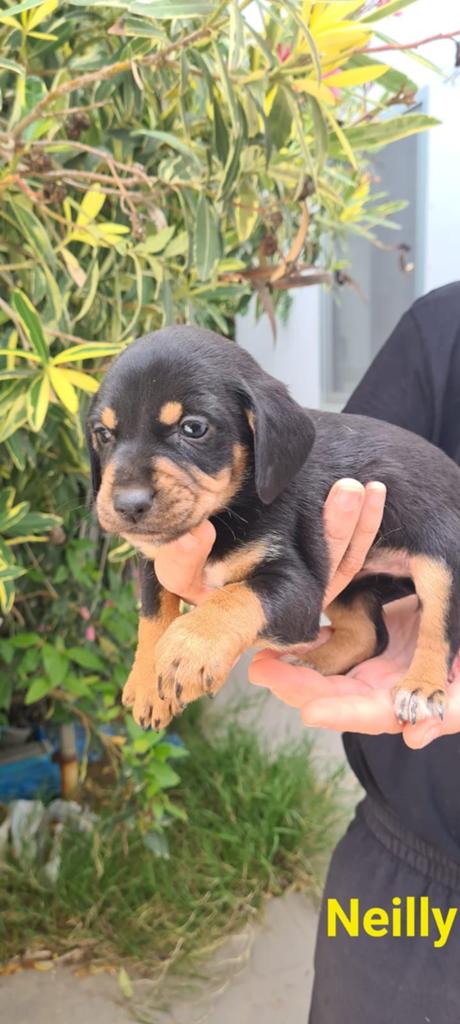 Nelly – Kleine diva zoekt haar forever home, Dieren en Toebehoren, Honden | Niet-rashonden, 15 weken tot 1 jaar, Handelaar, Buitenland