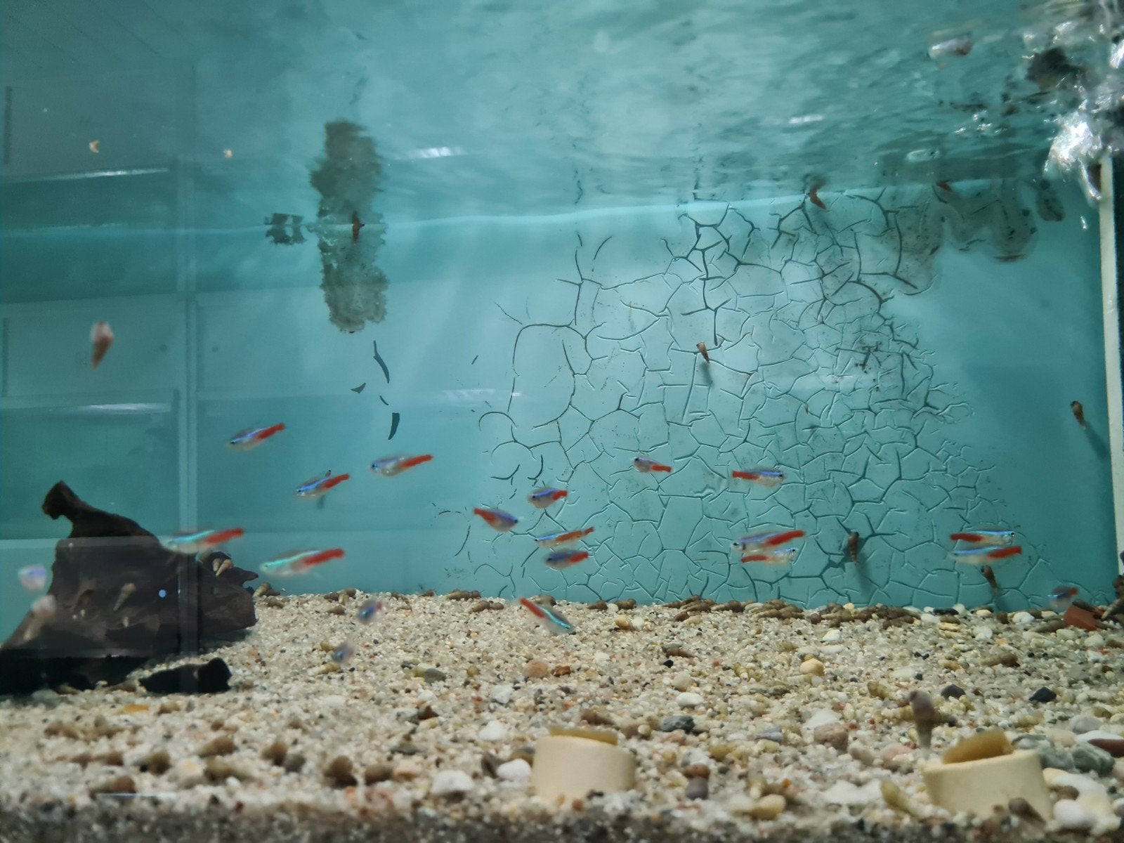 Neon tetra, Paracheirodon innesi, Vis, Zoetwatervis