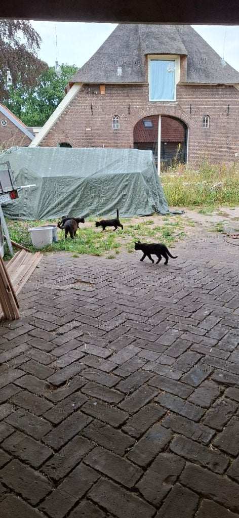 kittens en moeder kat van boerderij, Dieren en Toebehoren, Katten en Kittens | Raskatten | Korthaar, Meerdere dieren, 0 tot 2 jaar