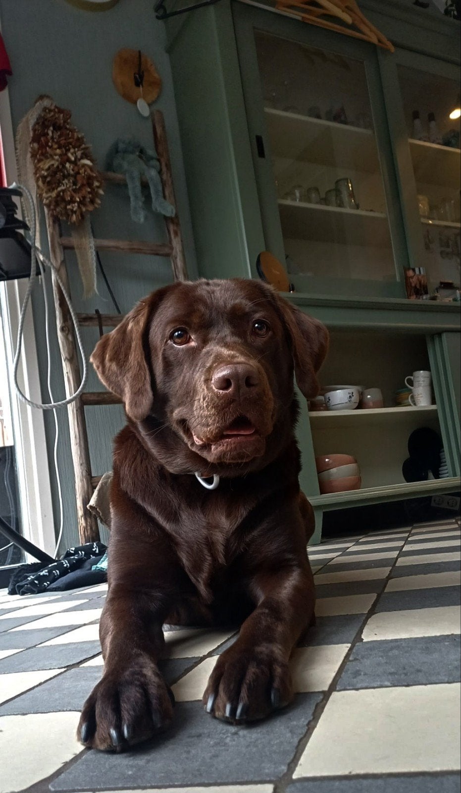 Prachtige Chocoladebruine Labrador Puppy’s Verwacht (, Dieren en Toebehoren, Overige rassen, CDV (hondenziekte), 8 tot 15 weken