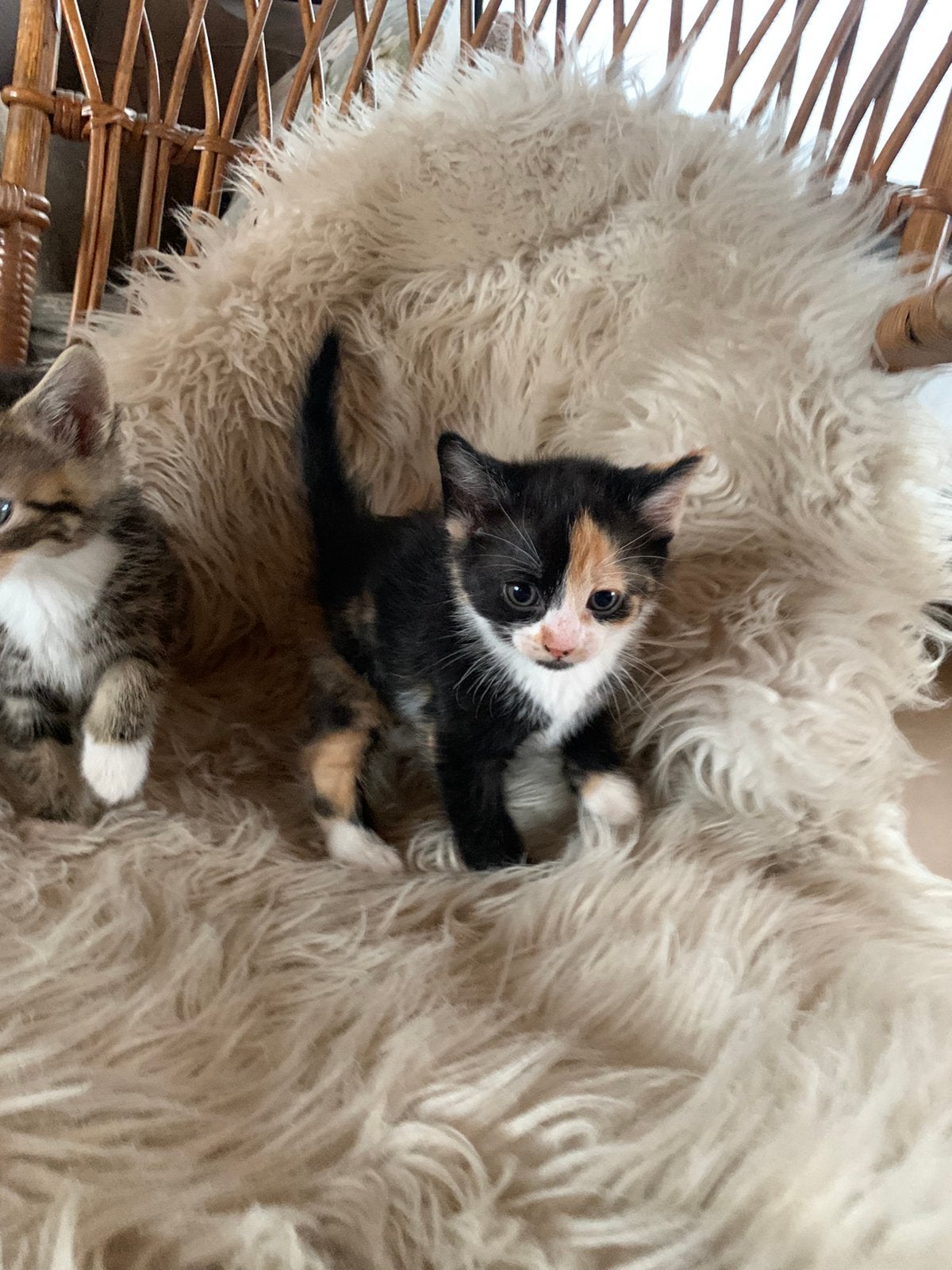 Kittens te koop, Dieren en Toebehoren, Katten en Kittens | Raskatten | Langhaar, Geslacht onbekend, Ontwormd, 0 tot 2 jaar