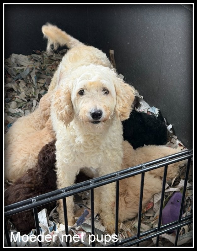 Labradoodle blond +/- 45 cm mogen het nest verlaten., Nederland, Parvo, Overige rassen, 8 tot 15 weken