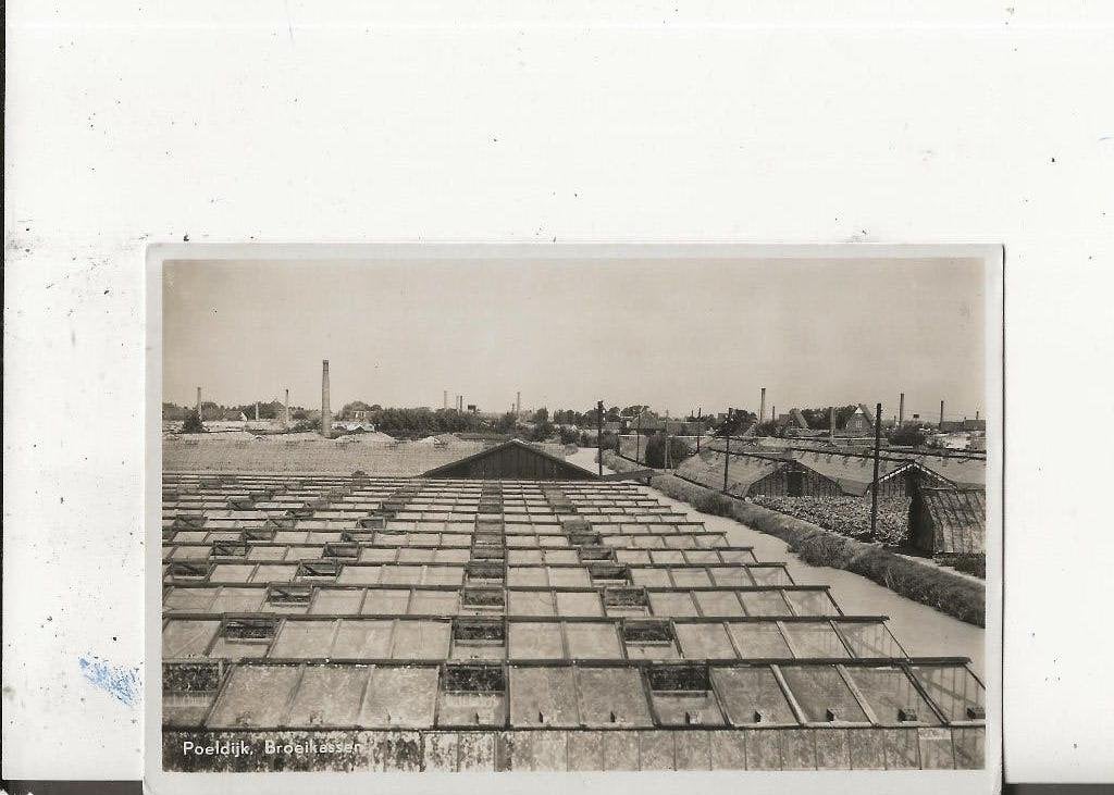 Poeldijk Panorama Broeikassen P Heppe 1945, Ophalen of Verzenden, 1940 tot 1960, Ongelopen, Zuid-Holland