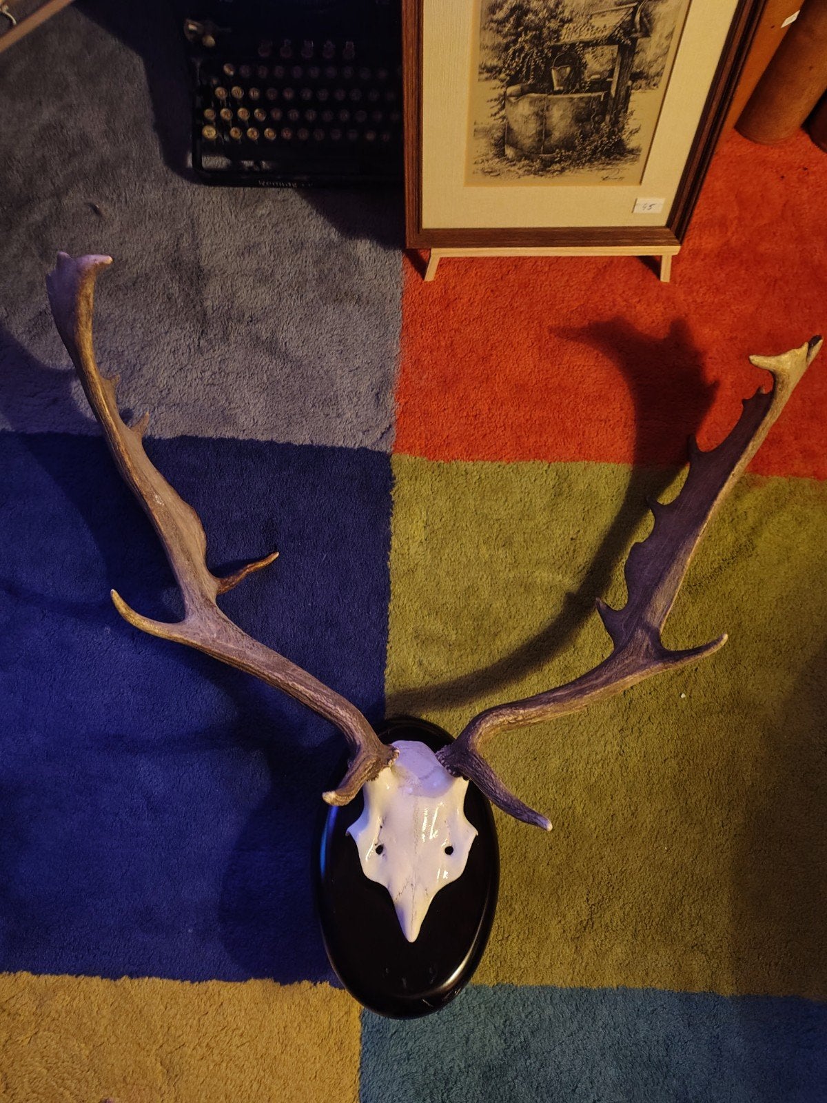 damhert gewei 75 cm breed, Dieren en Toebehoren, Ophalen