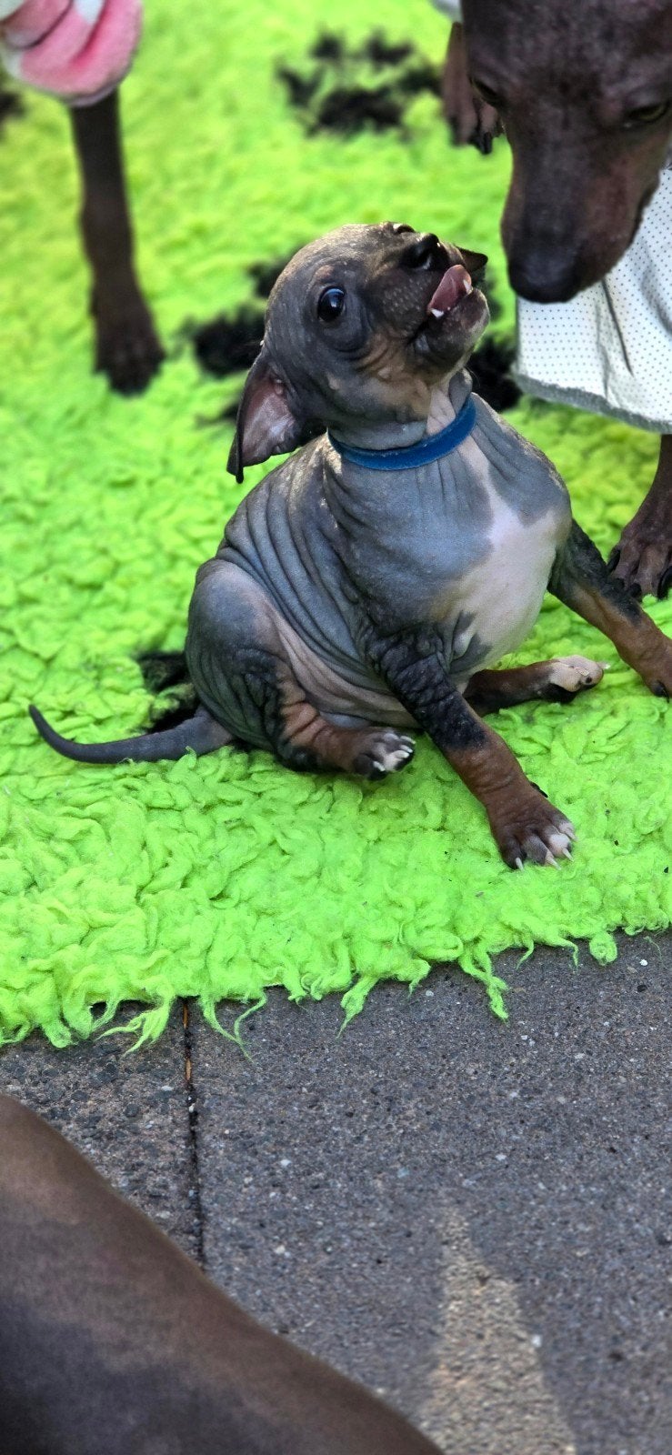 American hairless terrier/naakthond, Dieren en Toebehoren, Honden | Jack Russells en Terriërs, Reu, Overige rassen, Fokker | Hobbymatig